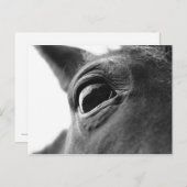 Auge von Pony 1 Postkarte (Vorne/Hinten)