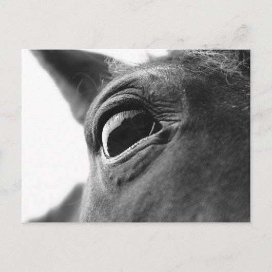 Auge von Pony 1 Postkarte (Vorderseite)