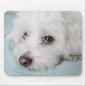 Augen Baumwollde Tulear Puppy Mousepad (Vorne)
