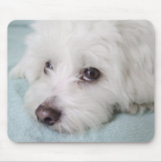 Augen Baumwollde Tulear Puppy Mousepad