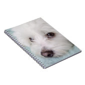 Augen Baumwollde Tulear Puppy Notizblock (Rechte Seite)