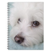 Augen Baumwollde Tulear Puppy Notizblock (Vorderseite)