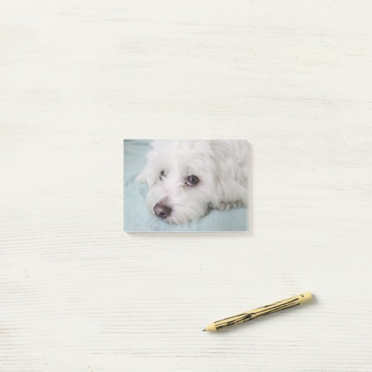 Augen Baumwollde Tulear Puppy Post-it Klebezettel (Auf Schreibtisch)
