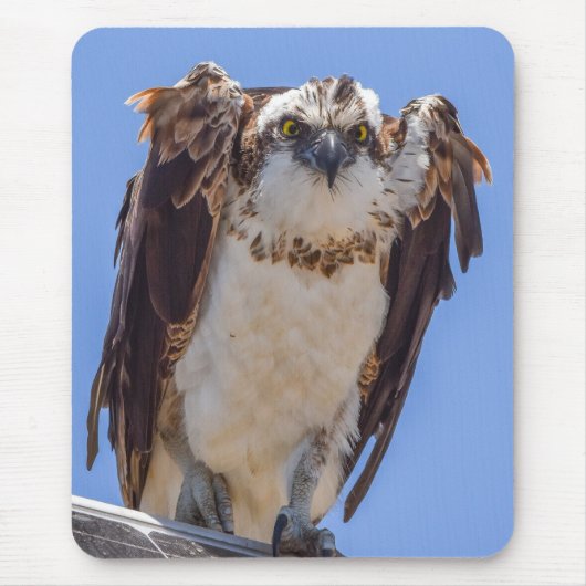 Augen des Fischadlers Mousepad (Vorne)
