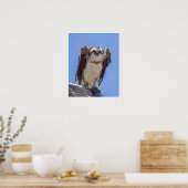 Augen des Fischadlers Poster (Küche)