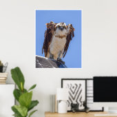 Augen des Fischadlers Poster (Heimbüro)