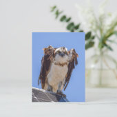 Augen des Fischadlers Postkarte (Stehend Vorderseite)