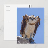 Augen des Fischadlers Postkarte (Vorne/Hinten)