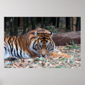 Augen des Tigers Poster (Vorne)