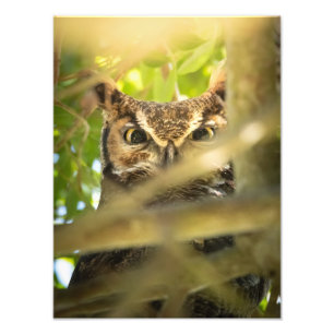 Augen des Waldes (Großohrkauz) Fotodruck