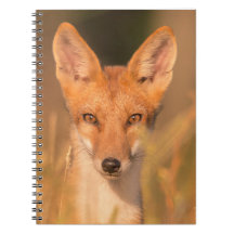 Augen des wilden Rotfuchses Wildlife-Fotografie
