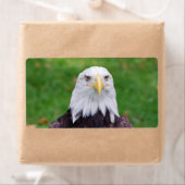 Augen eines Adlers (Insitu)