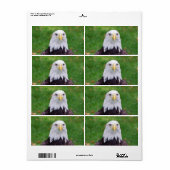 Augen eines Adlers (Vorne)