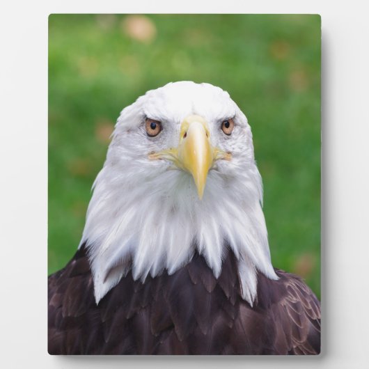 Augen eines Adlers Fotoplatte (Vorderseite)