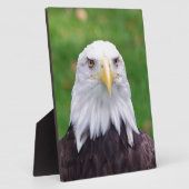 Augen eines Adlers Fotoplatte (Seite)