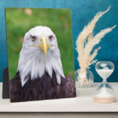 Augen eines Adlers Fotoplatte (Seite)