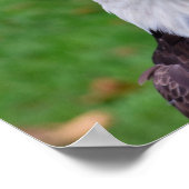 Augen eines Adlers Poster (Ecke)