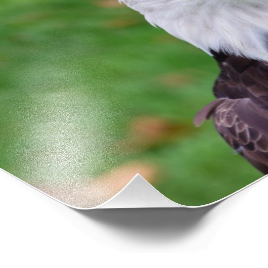 Augen eines Bald-Adlers Fotodruck (Ecke)