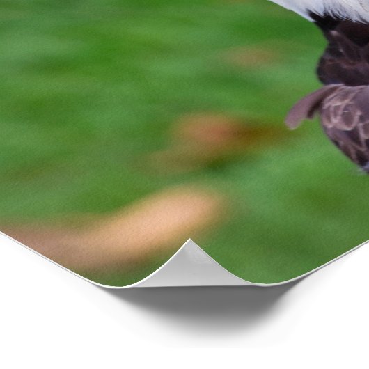 Augen eines Bald-Adlers Poster (Ecke)