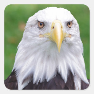 Augen eines Bald-Adlers Quadratischer Aufkleber
