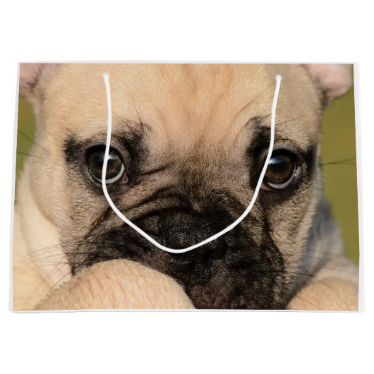 Augen eines niedlichen Welpen der französischen Große Geschenktüte (Vorderseite)