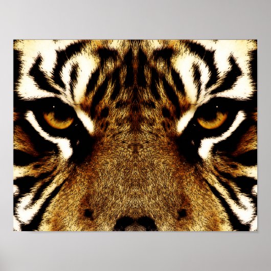 Augen eines Tigers Poster (Vorne)