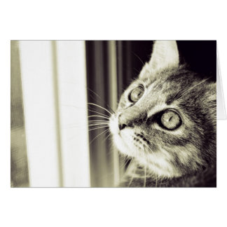 Augen sehen Sterne in Schwarz und Weiß