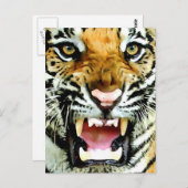 Augen von Tiger Postkarte (Vorne/Hinten)