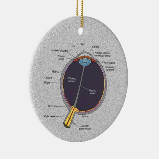 Augenanatomie Keramik Ornament (Rechts)