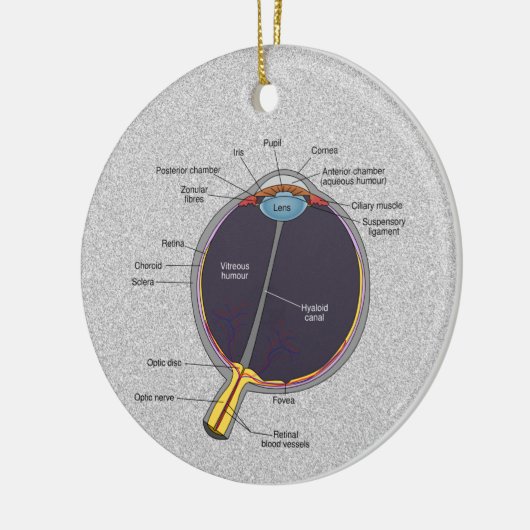 Augenanatomie Keramik Ornament (Links)