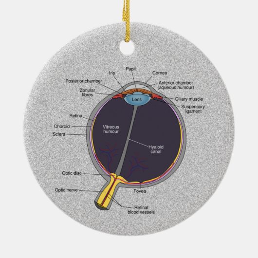 Augenanatomie Keramik Ornament (Hinten)