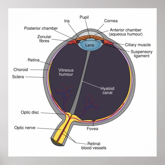 Augenanatomie-Poster Poster (Vorne)