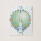 Augenanatomie Puzzle (Vertikal)