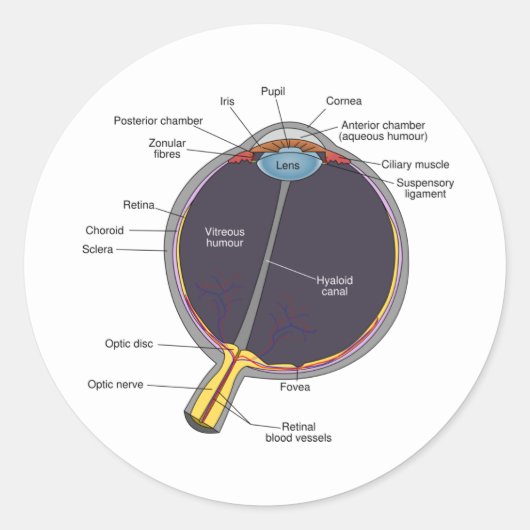 Augenanatomie-Sticker Runder Aufkleber (Vorderseite)
