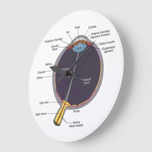 Augenanatomie-Uhr Große Wanduhr (Winkel)