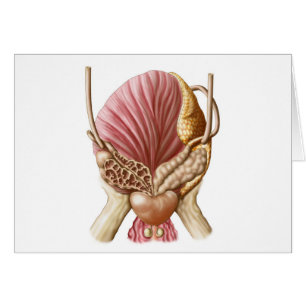 Augenblick der Harnblase
