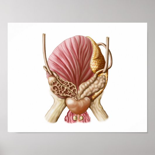 Augenblick der Harnblase Poster (Vorne)