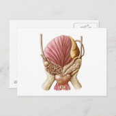 Augenblick der Harnblase Postkarte (Vorne/Hinten)