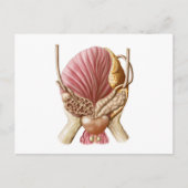 Augenblick der Harnblase Postkarte (Vorderseite)