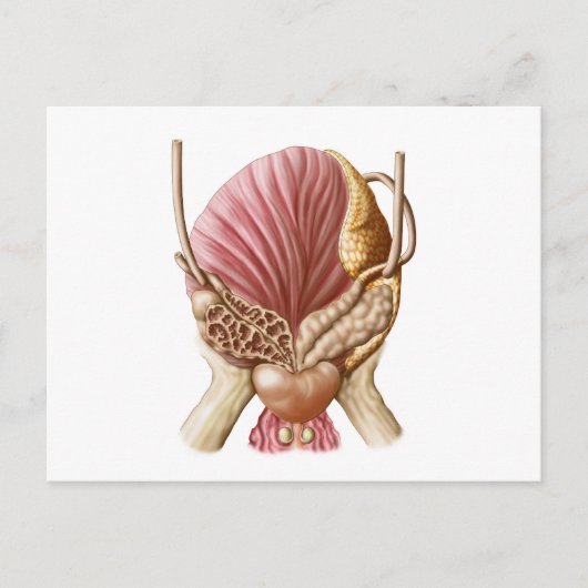 Augenblick der Harnblase Postkarte (Vorderseite)