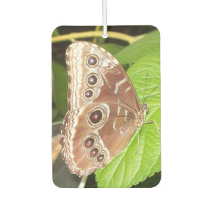 Augenbrauner Schmetterling Auto-Luftverbesserer Autolufterfrischer