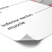 Augenkonjunktiva Anatomie Poster (Ecke)