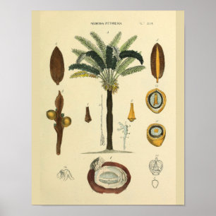 Augenmuskeln Palmenbaum Anatomie Kunst Druck Poster