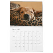 Augie u. das golden retriever-Kalender 2013 des Ti Kalender (Mär 2026)