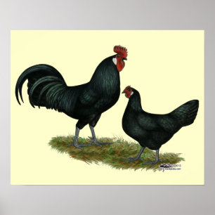 Augsburger Chickens Poster