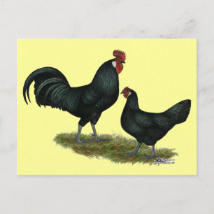 Augsburger Chickens Postkarte