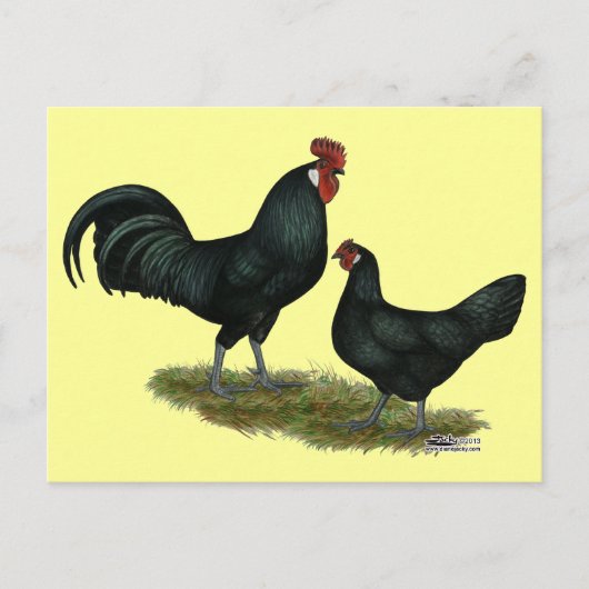 Augsburger Chickens Postkarte (Vorderseite)