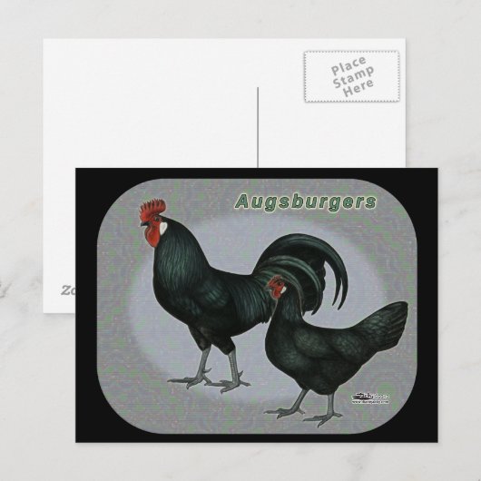 Augsburger Fowl Postkarte (Vorne/Hinten)