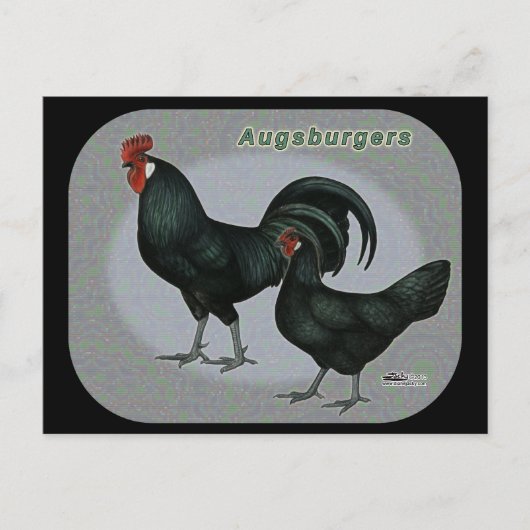 Augsburger Fowl Postkarte (Vorderseite)