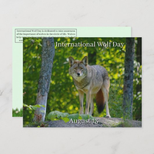 August 13 - Internationaler Wolfstag Feiertagspostkarte (Vorne/Hinten)